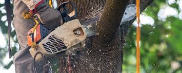 Best Fruit Tree Pruning  in Pearl, MS